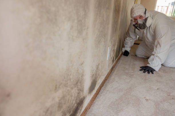 Best Mold Odor Removal Services  in Goleta, CA